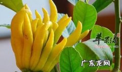 佛手柑的功效与作用,佛手柑的药用功效与作用
