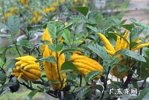 佛手柑的功效与作用,佛手柑的药用功效与作用