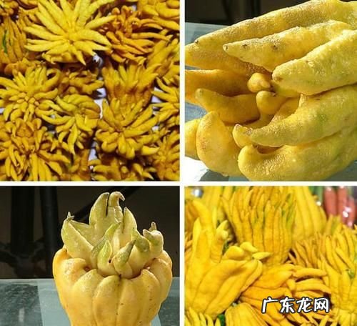 佛手柑的功效与作用,佛手柑的药用功效与作用