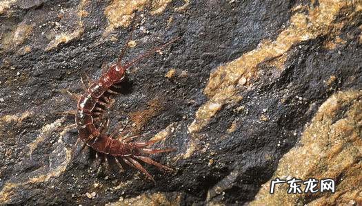 蜈蚣喜欢在什么环境下出来活动,蜈蚣喜欢什么地方