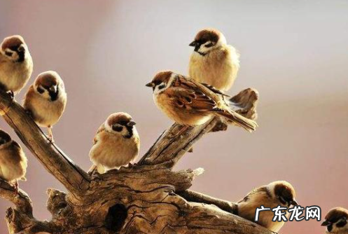 麻雀能活多久,麻雀能活多久