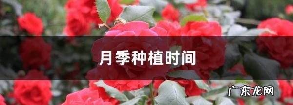 月季花栽培时间是几月,几月移栽月季花最好盆