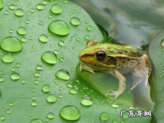 青蛙的特点有哪些?,青蛙有哪些特点