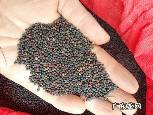 黑色的油是什么油,什么油不容易黑