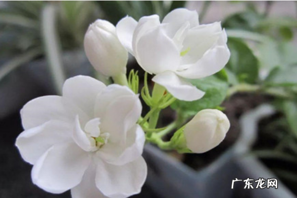 双色茉莉花的养殖方法和注意事项,双色茉莉的养殖方法和注意事项