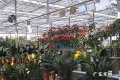 斗南鲜花批发市场在哪里,石家庄花卉市场批发在哪里