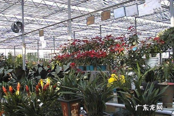 斗南鲜花批发市场在哪里,石家庄花卉市场批发在哪里