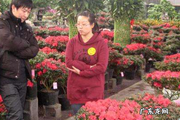 斗南鲜花批发市场在哪里,石家庄花卉市场批发在哪里
