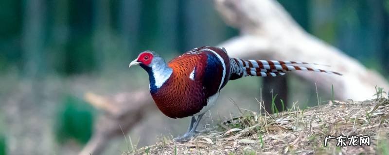 长尾雉的特点 长尾雉是凤凰吗