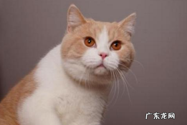 家猫和野猫的区别,家猫和野猫的区别是什么