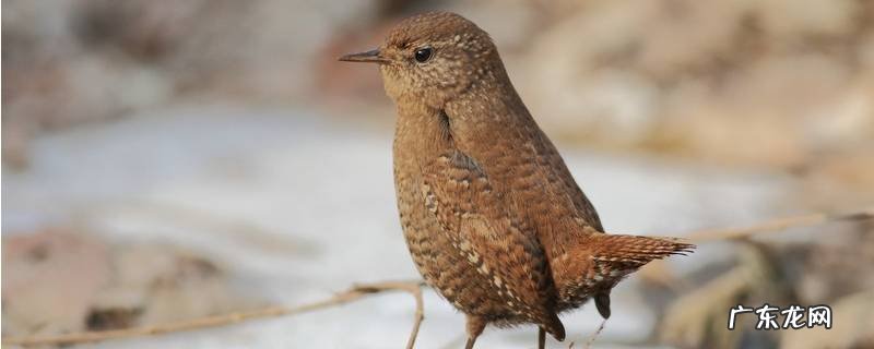 鹪鹩的特点 嫪毐有什么特点