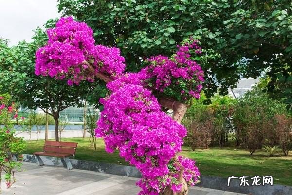 三角梅施肥后多久浇水,三角梅的养殖方法和浇水