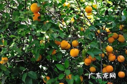 橙子代表什么象征意义,橙子代表什么象征意义