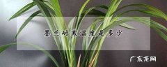 墨兰冬天怎么过冬,墨兰耐寒温度是多少度