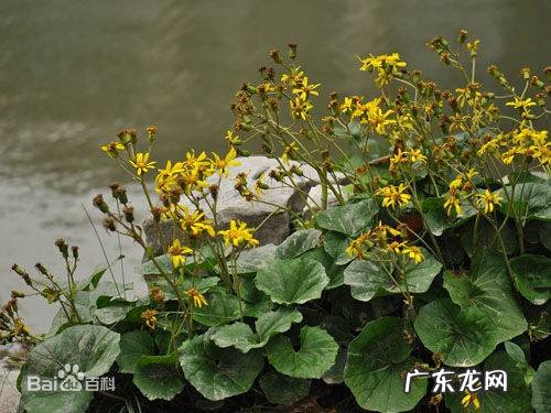 大吴风草的养殖方法,请大神看看这个是啥植物