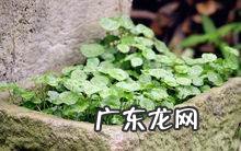 大吴风草的养殖方法,请大神看看这个是啥植物