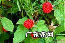 大吴风草的养殖方法,请大神看看这个是啥植物