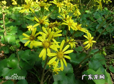 大吴风草的养殖方法,请大神看看这个是啥植物