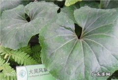 大吴风草的养殖方法,请大神看看这个是啥植物