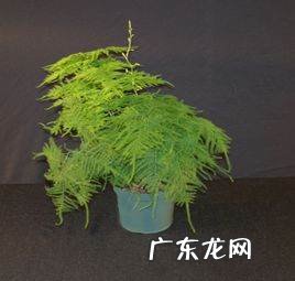 大吴风草的养殖方法,请大神看看这个是啥植物