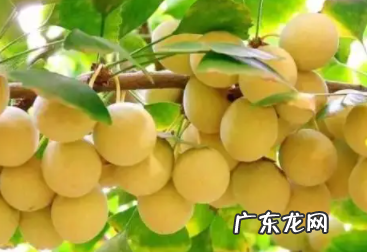掉落银杏树果实能吃,银杏树的果实能吃