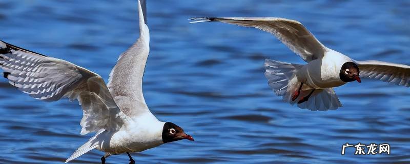 遗鸥的特点 遗鸥和棕头鸥的区别
