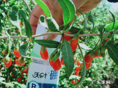 东北可以种枸杞,种植枸杞子适合什么土