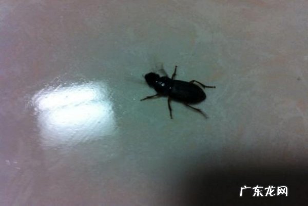 家里有小黑虫怎么清除,家里有小黑虫怎么清除还咬人