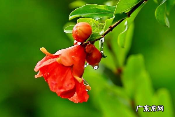 西安的市花是什么名字,西安的市花是什么