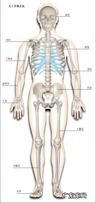 骨的特点是什么,人体骨骼的特点作用