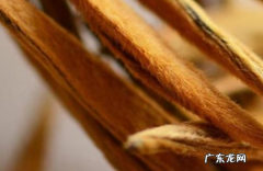 古树金针属什么茶,金针茶叶是什么茶能养胃