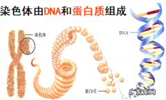 染色体的主要成分叫什么,染色体不好是什么原因