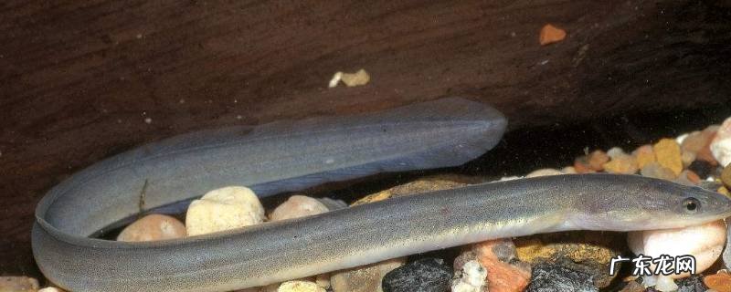 美洲鳗的特点 鳗鱼的特点