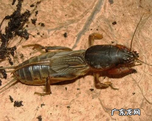 蝼蛄吃什么,蝼蛄吃什么