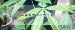 小盆的发财树怎么养,刚买回来的发财树小盆栽怎么养
