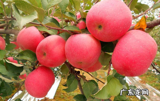 花牛苹果产地在哪里,花牛苹果为什么是苦的 为什么叫花牛苹果