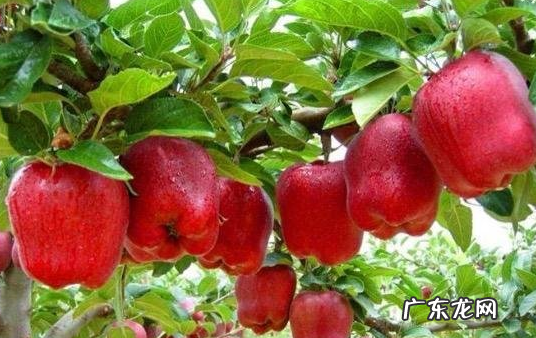 花牛苹果产地在哪里,花牛苹果为什么是苦的 为什么叫花牛苹果