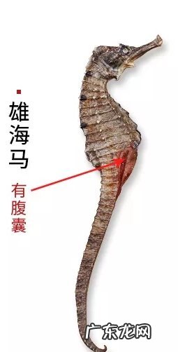 海马怎么分辨公母,海马的公母怎么分别