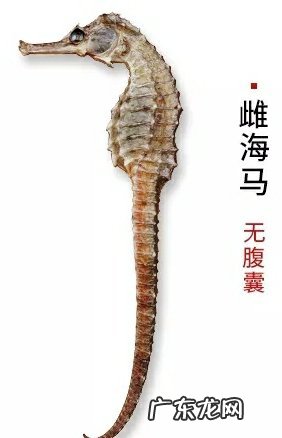 海马怎么分辨公母,海马的公母怎么分别