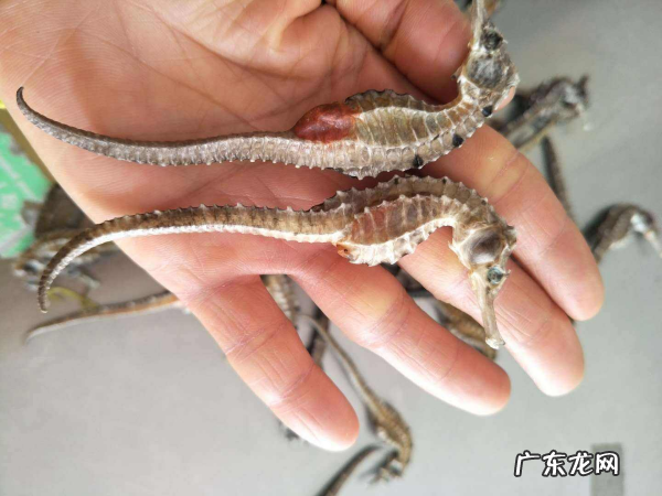 海马怎么分辨公母,海马的公母怎么分别