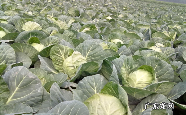 玻璃菜是什么菜,玻璃生菜又叫什么名字
