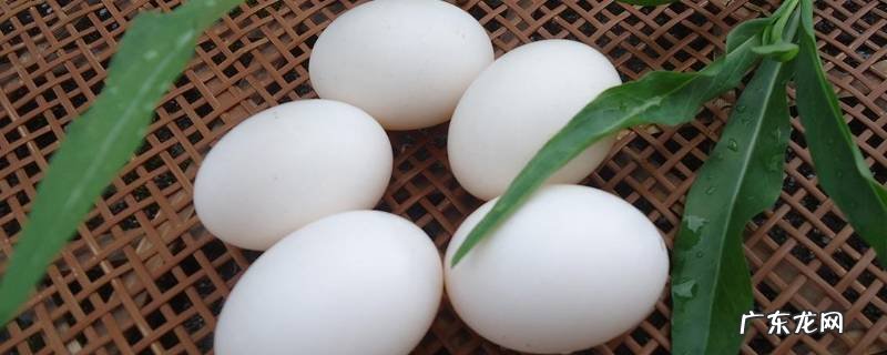 鸽子蛋怎样吃营养又好吃 鸽子蛋怎么吃好