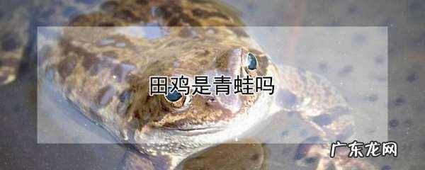 青蛙和田鸡是一样的吗,青蛙与田鸡是一样的