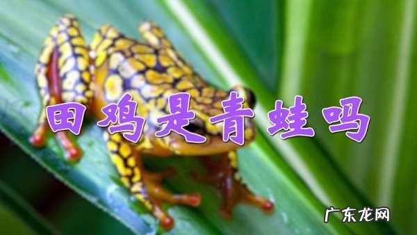 青蛙和田鸡是一样的吗,青蛙与田鸡是一样的