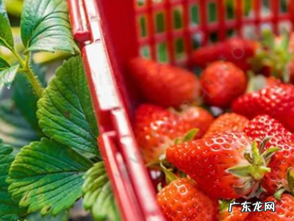 春天有什么水果丰收,春天成熟的水果和农作物有哪些