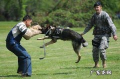 军犬和警犬的区别,军犬和警犬的待遇区别