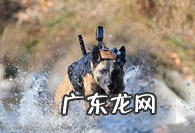 军犬和警犬的区别,军犬和警犬的待遇区别