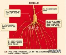 野山参怎么保存,野山参的保存方法有哪些