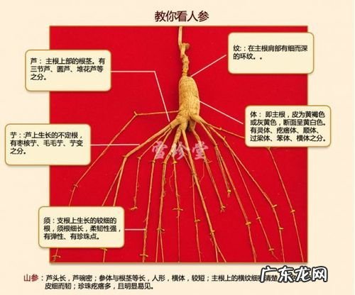 野山参怎么保存,野山参的保存方法有哪些