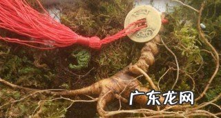 野山参怎么保存,野山参的保存方法有哪些